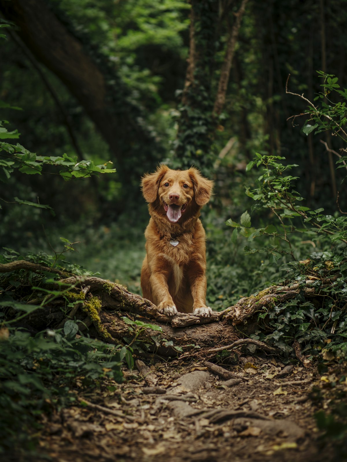 Dog wearing a collar