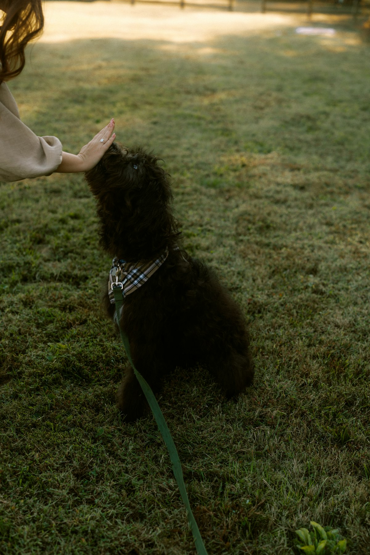 Dog on a leash during a walk